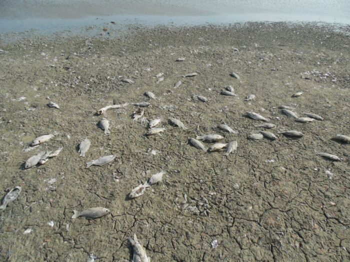 Жылыой обезвоженный 