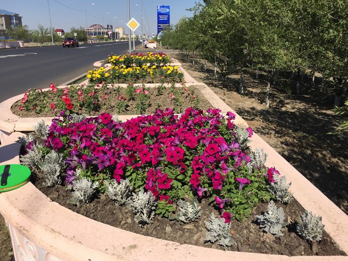 Цветы запоздалые