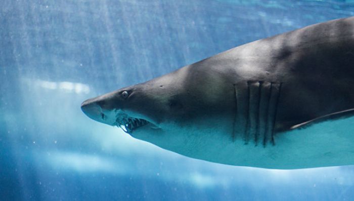 На египетском курорте акула убила туриста из Чехии 