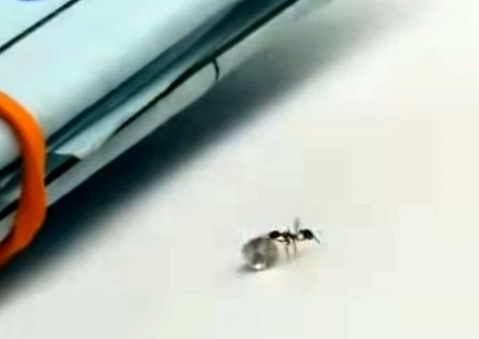 В Италии предотвращена "кража века": похититель-муравей не смог утащить из магазина огромный бриллиант 