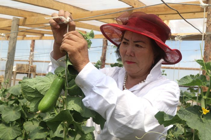 Лимонный сад мамы «Келiн» 