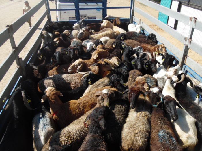 Кызылкогинцы сдают скот уральцам со слезами на глазах