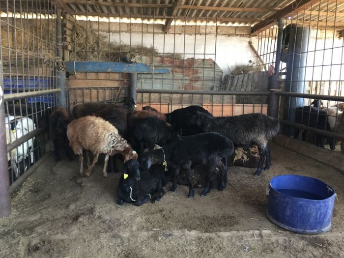 Накануне Курбан айта