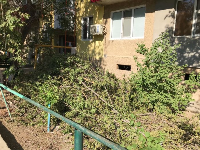 «Сами отрежем - сами посадим»