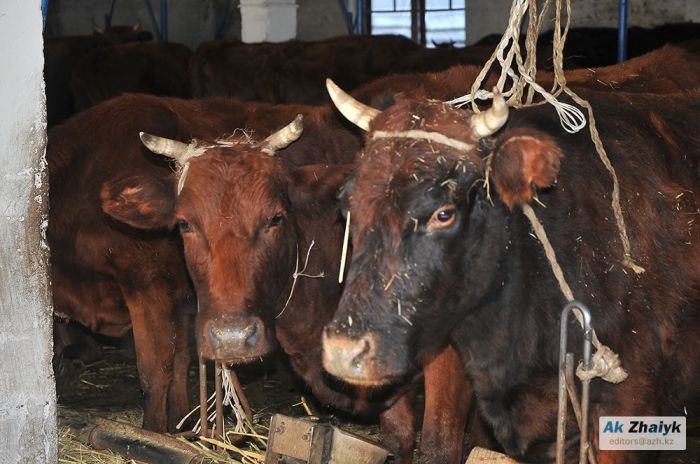 В Актюбинской области произошёл массовый падеж скота