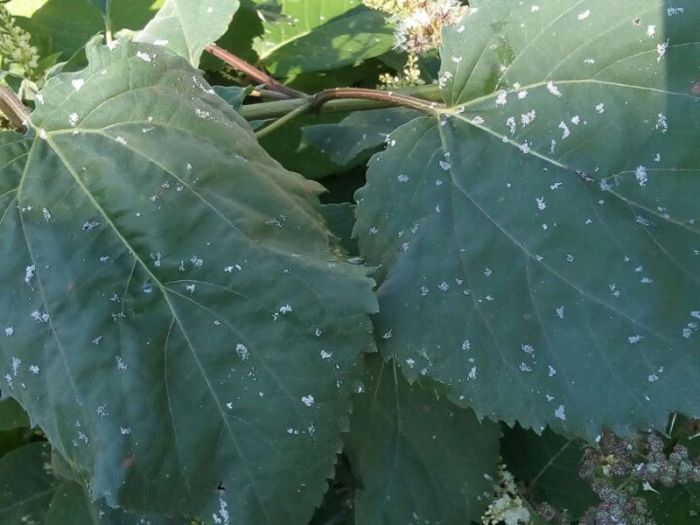 В Усть-Каменогорске одну из улиц основательно припорошило пеплом 