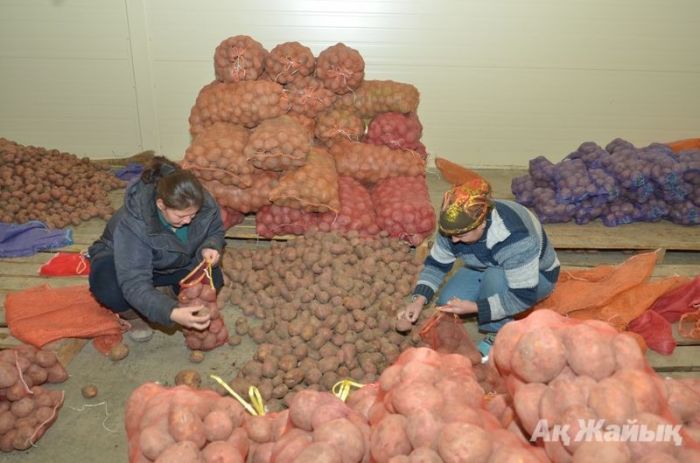 Дешёвой картошки обещают вдвое больше 