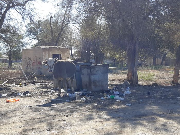 Корова сдохла в укор коммунальщикам 