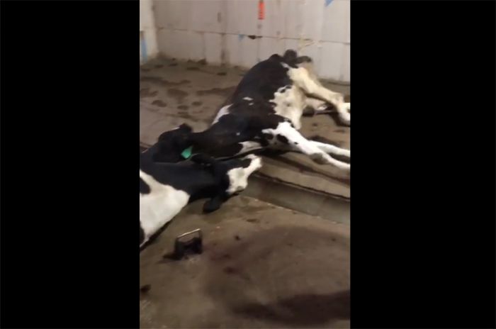 Отчего погибли элитные коровы?