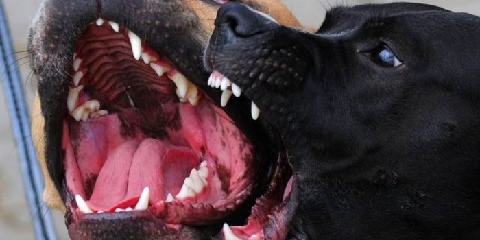 Два питбультерьера загрызли семилетнего ребенка в Талдыкоргане 