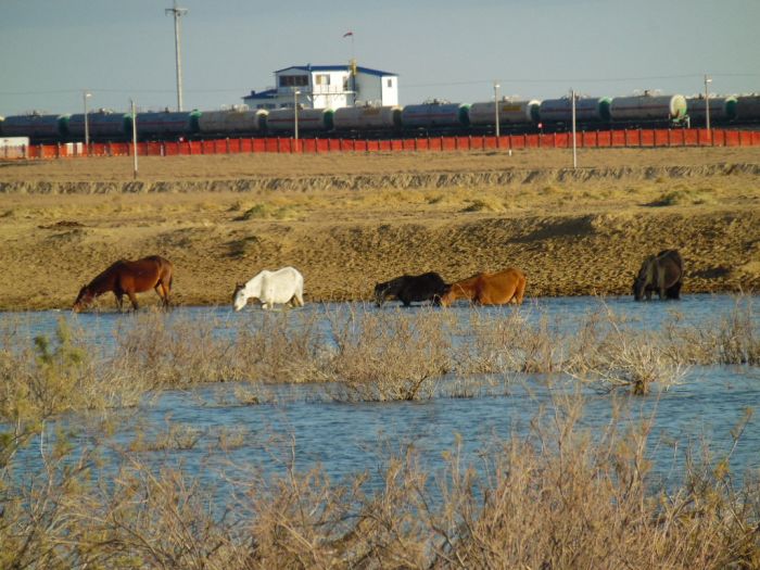 Зараза, а не водопой  