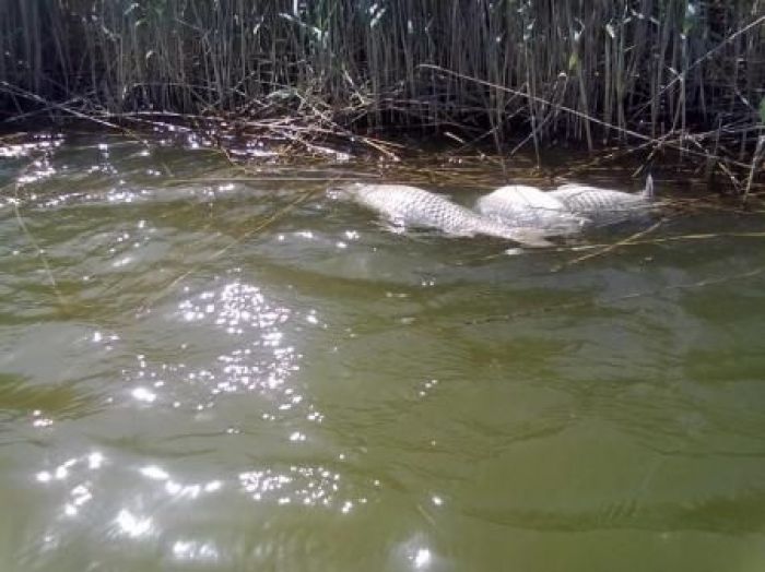 Отчего погибла рыба в Перетаске? 