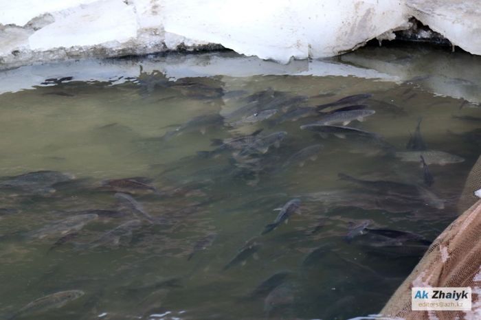 В Атырау возбуждают уголовное дело по факту массовой гибели рыбы в Урале