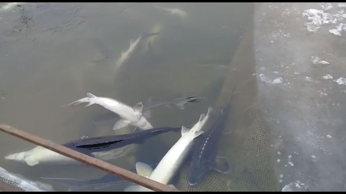 Гибель рыбы в Урале: и осетровые - тоже