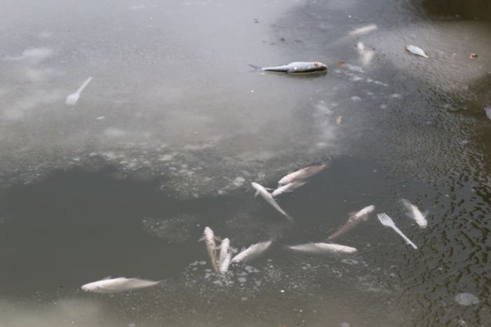 Новых фактов гибели рыбы на Урале зарегистрировано не было