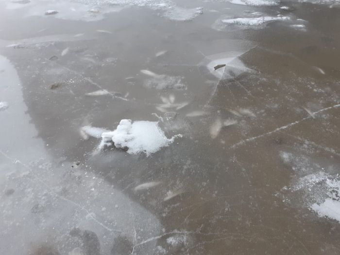 Рыба в Урале гибнет снова