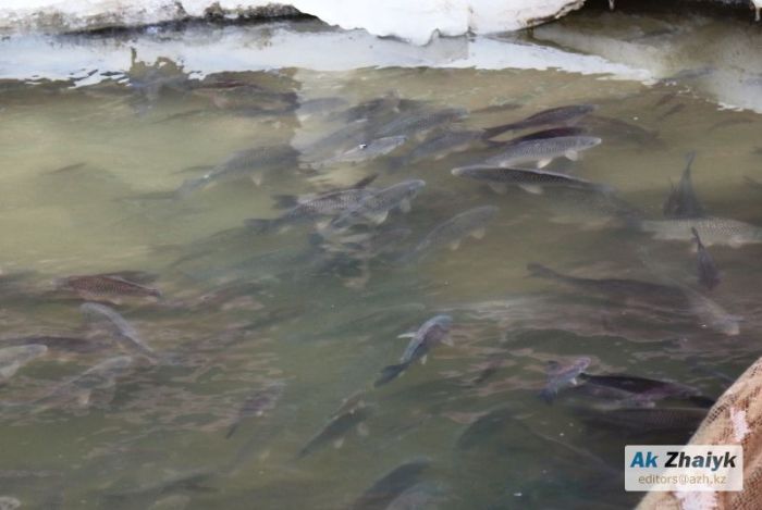 Комиссия по гибели рыбы в Урале пока ничего не выяснила