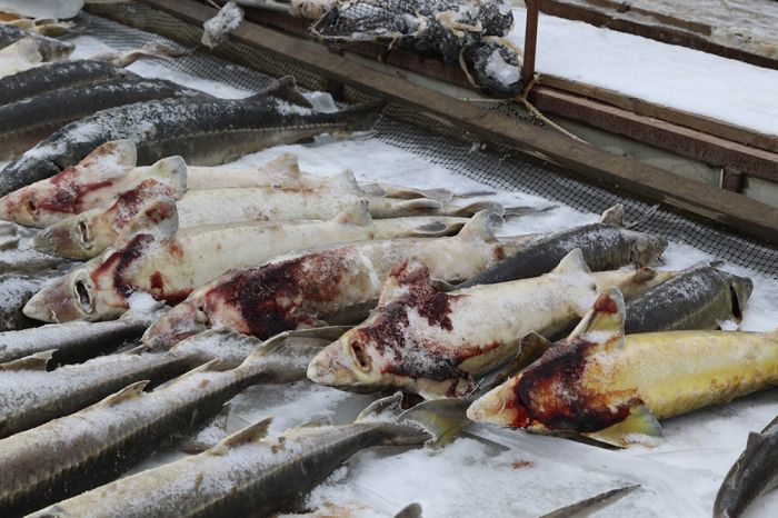 Катастрофа на осетровой ферме 