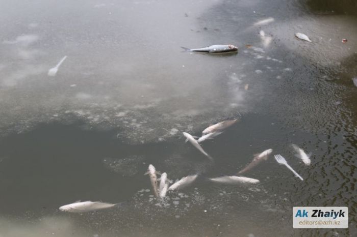 «Говорить про вину “Атырау су арнасы” нет оснований» 
