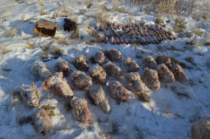 Капитан полиции с подельниками застрелил три десятка сайгаков 