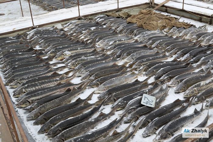 Массовая гибель рыбы в Урале: «Может, этим и КНБ занимается, мы же не знаем»