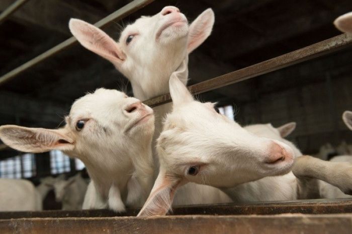 Для коз это была авиакатастрофа