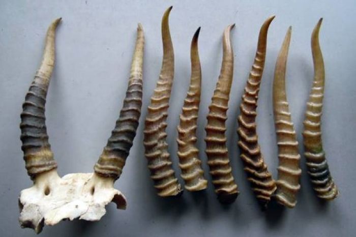 Мажилисмен Ким: По делам браконьеров эксперты теряют вещдоки, и дела закрывают 