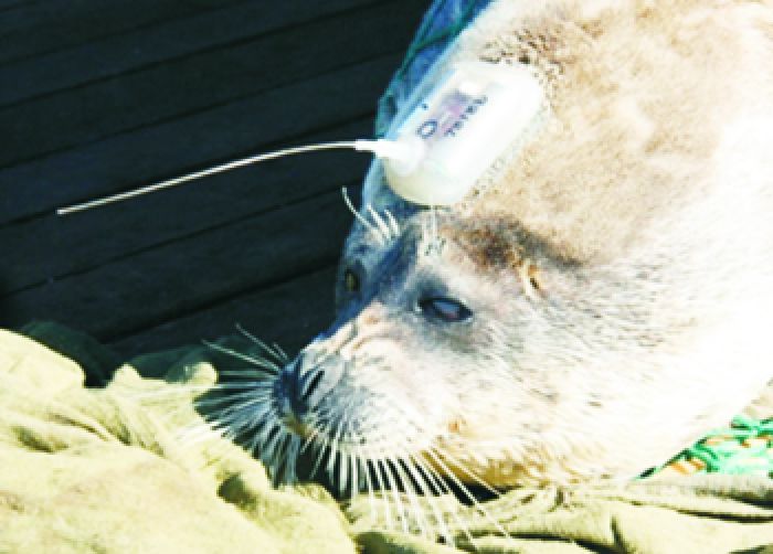 О мечении каспийских тюленей