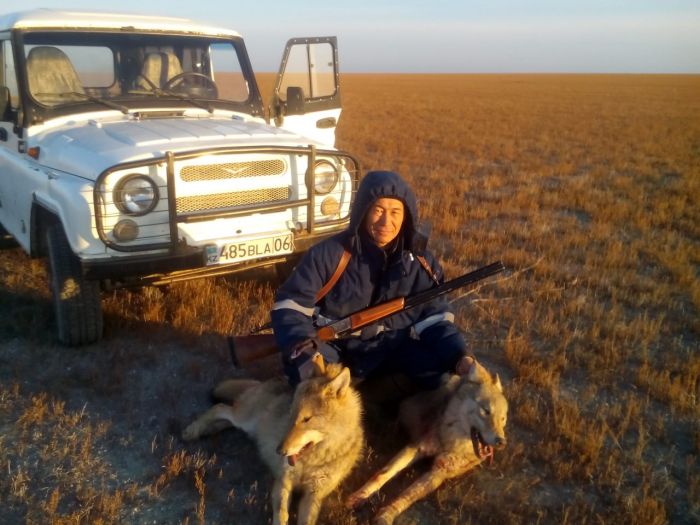 Серый волк, бегущий краем моря