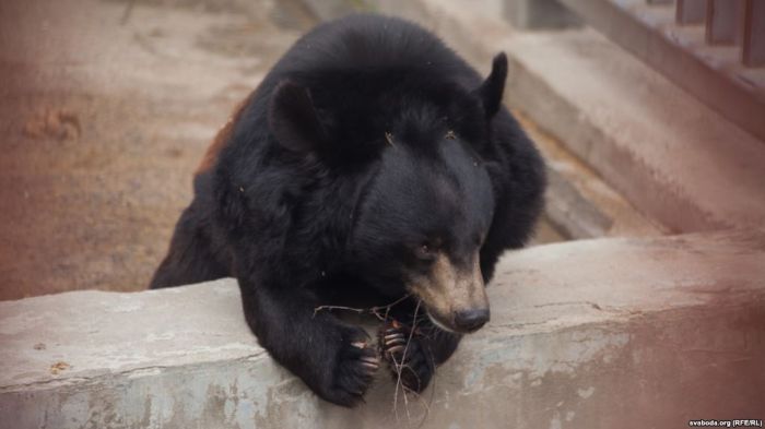 На рынке в Туркестанской области продавали медведя. Полиция завела дело 