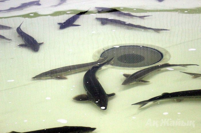 Два завода-близнеца обретут одно лицо