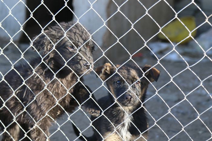 Собачья жизнь и смерть в Атырау