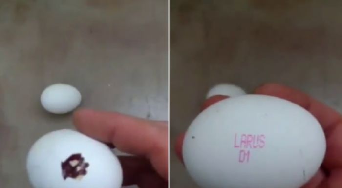 100-процентный фейк - Бекшин о "пластмассовых яйцах" 