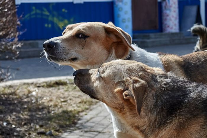 В Атырау начнут стерилизовать бродячих собак