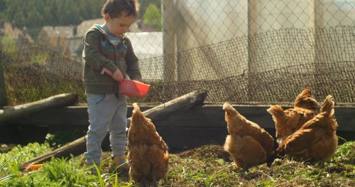 Коровы, куры и пенсия