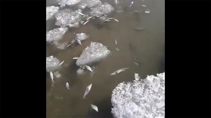 Из-подо льда всплывает мёртвая рыба