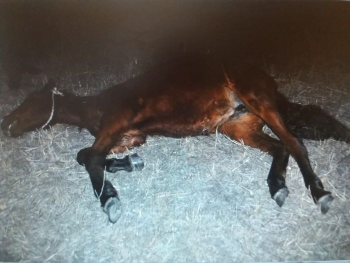 Украл лошадей – возместил – на свободе