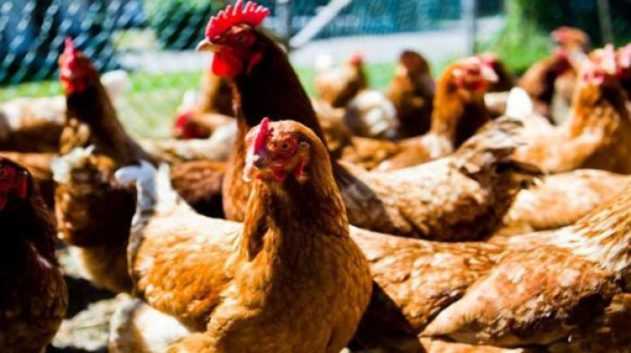 ​В Казахстане могут закрыться все птицеводческие компании 