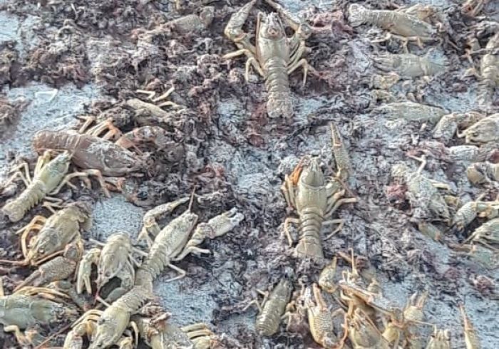 Сотни раков выбросило на берег Каспия