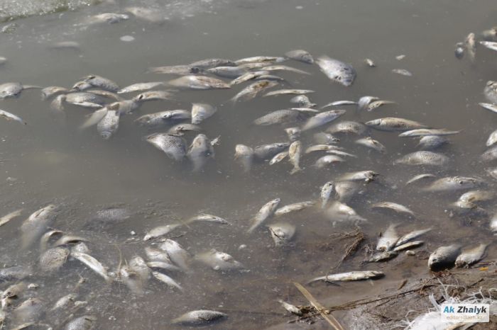 Министр: четыре компании подозревают в отравлении рыбы в реке Урал