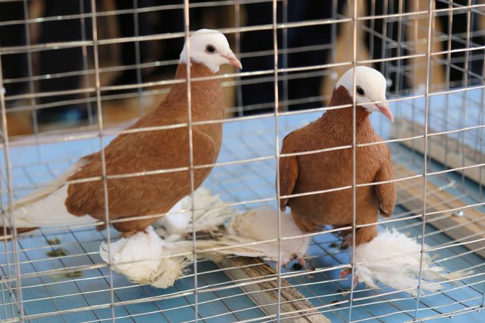 Полтысячи лучших и их ценители 