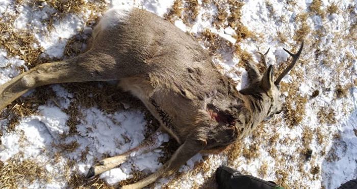 ​Массовый отстрел сайгаков: среди подозреваемых оказался инспектор "Охотзоопрома"