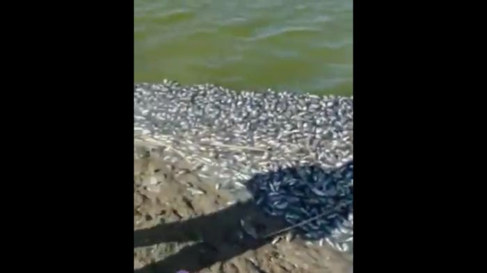 «Ковёр» из мёртвой рыбы на Уиле