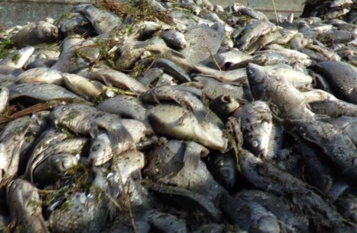 «Замор рыбы в Уиле никак не связан с нефтеразведкой в Тайсойгане»