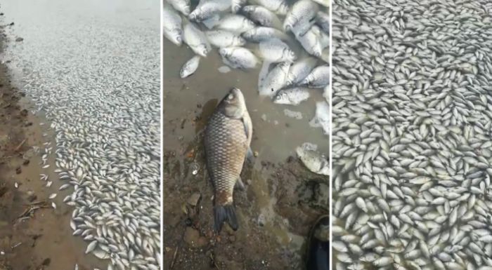 Пруд, полный мертвой рыбы, засняли на видео в ЗКО