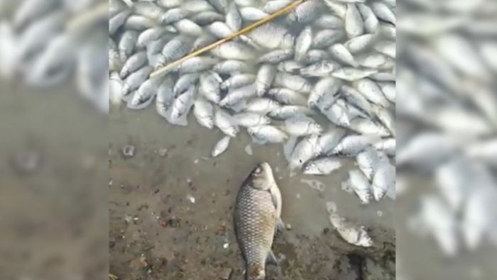 Названа причина массовой гибели рыбы в ЗКО 