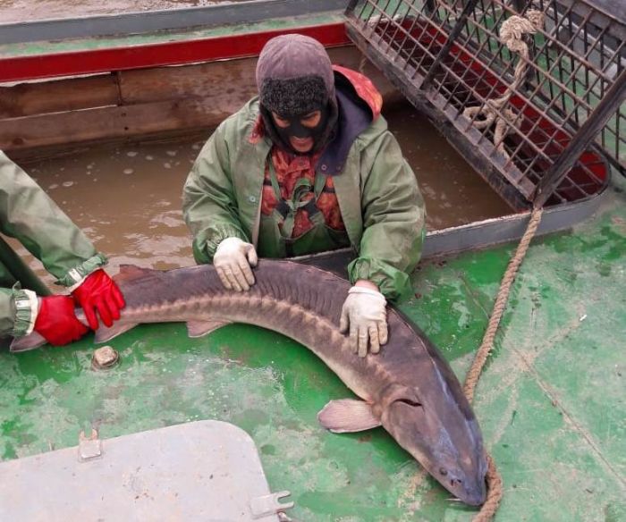 Поймали для завода полутораметрового осетра