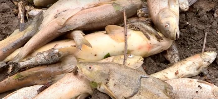 В Шымкенте произошел мор рыбы 