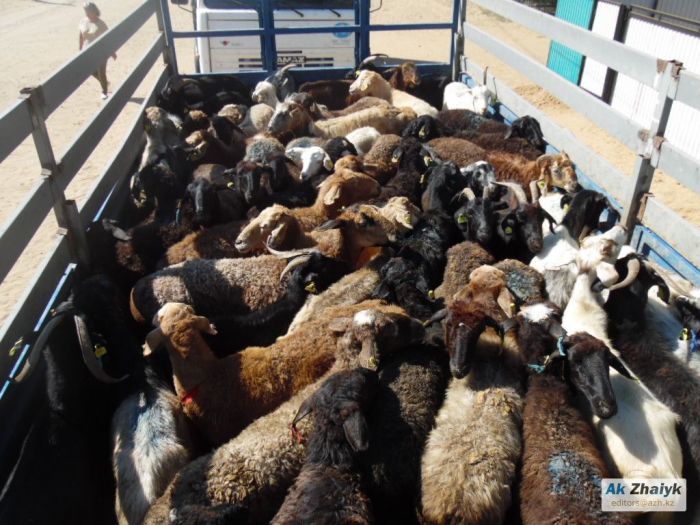 У сельчан убойный аргумент