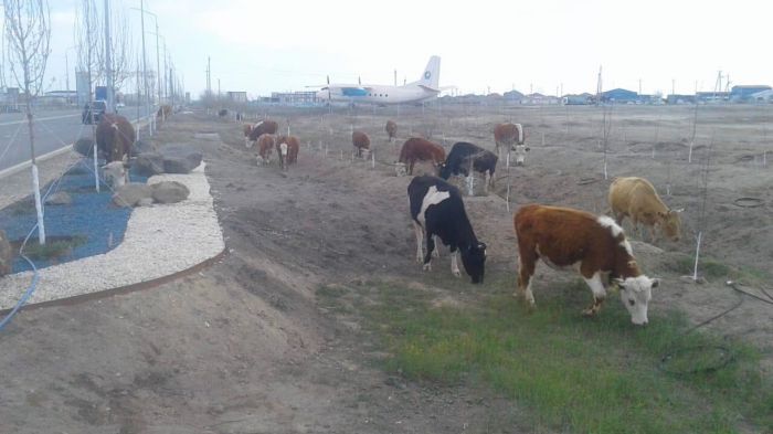 Ходят в городе лошадки и бурёнки